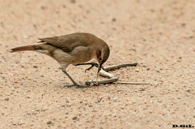HORNERO (Furnarius rufus) - La Arenisca - COLONIA (Setiembre 2015)